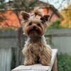 Логотип телеграм канала @filya_nastya1 — 🪄Филька в стране чудес(йоркширский терьер )