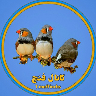 لوگوی کانال تلگرام finchs — کانال فنچ