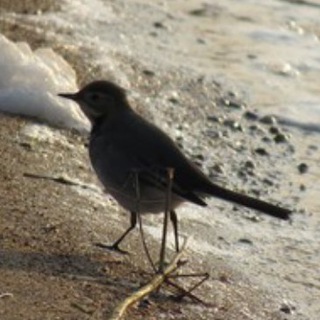 Лагатып тэлеграм-канала findingbirds — birds can be seen