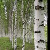 Логотип телеграм канала @finik291 — Финиковая береза
