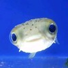 Логотип телеграм канала @fishconf — fish confessions