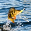 Логотип телеграм канала @fishingkarelia10 — Рыбалка в Карелии