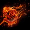 Логотип телеграм канала @flamerose79 — Автор FlameRose