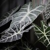 Логотип телеграм канала @floli1 — FloLi🌿