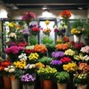 Логотип телеграм канала @floralenthusiastclub — Уголок Цветовода