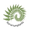 Логотип телеграм канала @florariumlplants — Florariumplants Флорариумплантс