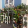 Логотип телеграм канала @florissimar — Флориссима | Мариуполь