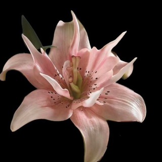Telegram channel flower.shop🌸 logo