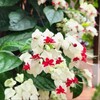 Логотип телеграм канала @flower_garden_room — ❤️Цветник в квартире 🪴