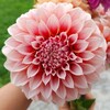 Логотип телеграм канала @flowerfarmfloren — Цветочная дача Флорен