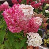 Логотип телеграм канала @flowerparadiseishere — Продажа растений🌺☘💐