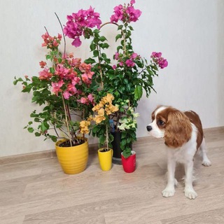 Логотип телеграм канала @flowers_from_natalya — Flowers_from_natalya