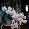 Логотип телеграм канала @flowers_for_us — Flowers live 🌿