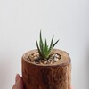 Логотип телеграм канала @flowers_in_nino — Суккуленты Саши 🌵