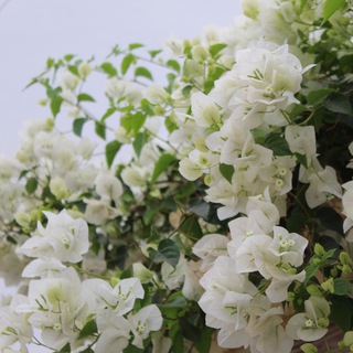 Логотип телеграм канала @flowersindecor — Flowers in decor