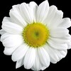 Логотип телеграм канала @flowerworld24 — Flower World