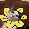 Logo of telegram channel flowwercat — flowwercat