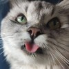 Логотип телеграм канала @fluff_mood — Котовое настроение
