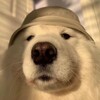 Логотип телеграм канала @fluffmadness — Пушистое безумие