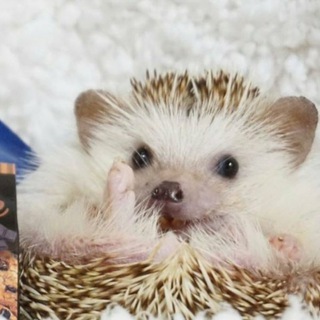 Логотип телеграм канала @flygamexd — Ставки по Флайчику🧐