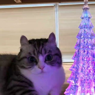 Логотип телеграм канала @fnlcat — finl