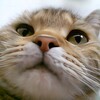 Логотип телеграм канала @fonarick_lol — лампочка