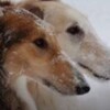 Логотип телеграм канала @fonezel — Русские псовые борзые Kennel Fonezel