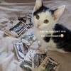 Логотип телеграм канала @fooltaro — дурак и таро🐈‍⬛