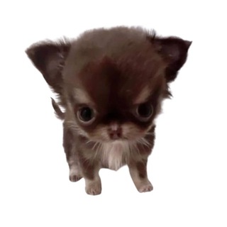 Telegram channel GYUBI 🗃️ logo