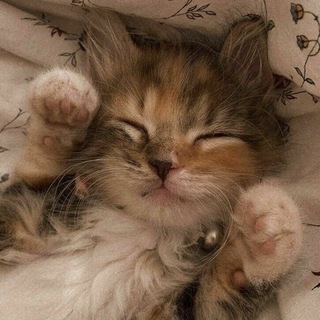 Логотип телеграм канала @forallpeoplehelp — cutie | милые темки | языки | обои 💋