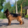 Логотип телеграм канала @fordikk_ftf — Бойцовский лосось