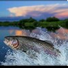 Логотип телеграм канала @forel46 — Форель охлаждённая 🐟 Курск