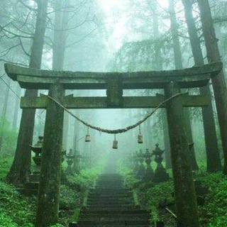 Логотип телеграм канала @forest_big — Лесные пейзажи reborn🌲