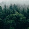 Логотип телеграм канала @forest_etalon — Лесной эталон