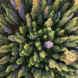 Логотип телеграм канала @forestforum — Forest news