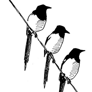 Логотип телеграм -каналу fortymagpies — Forty magpies in a trench coat