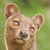 Логотип телеграм канала @fossaor — fossa.or
