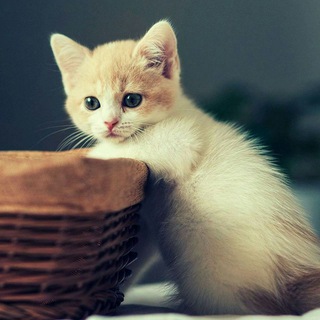 Логотип телеграм канала @foto_koshek — 🐾ɸ૦੮૦ κ૦ਘ૯κ🐾