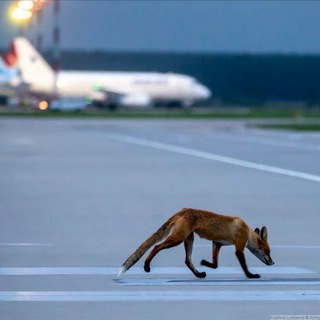 Логотип телеграм канала @fox_on_runway — FoxRunwayNews