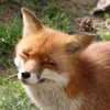 Логотип телеграм канала @foxach4 — Лисач🦊🌴