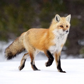 Логотип телеграм канала @foxeshere — Foxes Here / Лисы