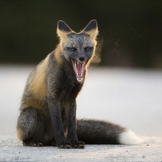 لوگوی کانال تلگرام foxmood — Fucks