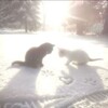 Логотип телеграм канала @foxs_fx — ✌🏽