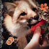 Логотип телеграм канала @foxsran — ⋆ Лисьи бега ⋆