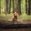 Логотип телеграм канала @foxthedogal — 𝗙𝗼𝘅 𝘁𝗵𝗲 𝗱𝗼𝗴