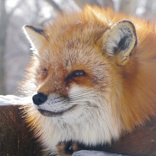 Логотип телеграм канала @foxy_foxes — Foxy! (лисы, лисички, лиса, лисики, песец, песцы, fox, foxes, reddit, World_of_Foxs)