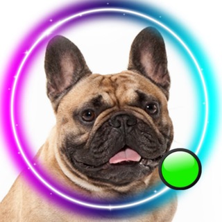 Логотип телеграм канала @franch_bulldog — Французский бульдог🐾French_bulldog