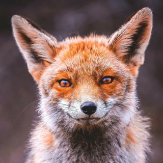 Логотип телеграм канала @freewerito — ХАЛЯВНЫЙ ЛИС🦊