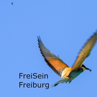 Logo des Telegrammkanals freiseinfreiburginfokanal - FreiSeinFreiburg Infokanal