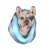 Логотип телеграм канала @frenchbulldoghouse — Французские Бульдоги от питомника Frenchie House